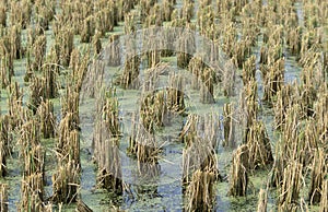 MALAYSIA LANGKAWI RICE FIELD