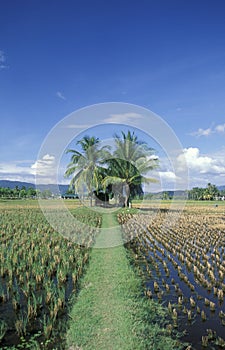 MALAYSIA LANGKAWI RICE FIELD