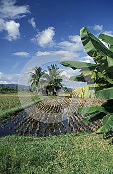 MALAYSIA LANGKAWI RICE FIELD