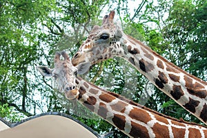 A pair of giraffe.