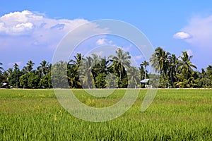 Malaysia paddy field