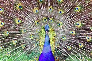 Malaysia, Pangkor island: peacock