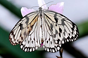 Malaysia, Penang: Butterfly