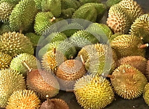 Malaysia Penang Durians Farm Plantation Tasting Tour All You Can Eat Durian Buffet Fruits Party Wholesale Tropical Food Market