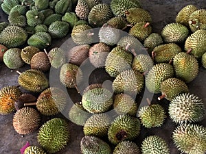 Malaysia Penang Durians Farm Plantation Tasting Tour All You Can Eat Durian Buffet Fruits Party Wholesale Tropical Food Market