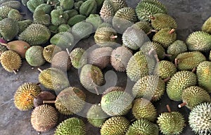 Malaysia Penang Durians Farm Plantation Tasting Tour All You Can Eat Durian Buffet Party Wholesale Fruits Market Tropical Food