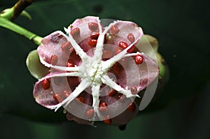 Malaysia, Penang: Flowers in the jungle