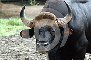 Malaysia, penang: Gaur