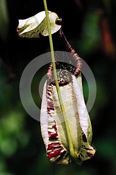 Malaysia; Penang ; Pitcher plant photo