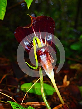 Malaysia: Rare Cobra Orchid