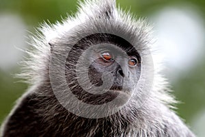 Malaysia`s famous Silver leaf monkeys