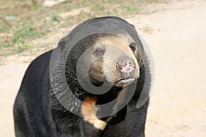 Malaysia sun bear