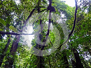 Malasia gordo a denso la lluvia Bosque 