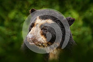 Malaysia wildlife. Portrait of Malayan Sun Bear, Helarctos malayanus from Malaysia. Nature in Asia