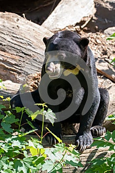 Malaysian bear Helarctos malayanus