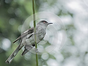 Malaysian bird Long-tailed sibia