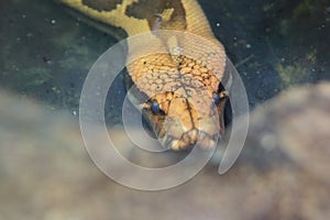 Malaysian blood python