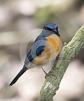 Malaysian Blue Blue-flycatcher Cyornis turcosus