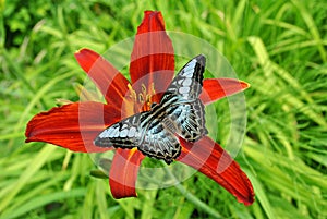 Malaysian blue clipper butterfliy on a hemerocallis flower