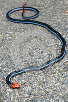 Malaysian Blue Coral snake (Calliophis bivirgata) lying motionless