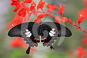 Malaysia farfalla 