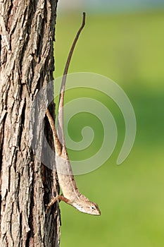 Malaysian Changeable Lizard (Calotes versicolor)