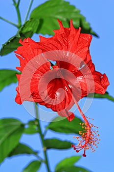 Malaysian hibiscus rosa-sinensis