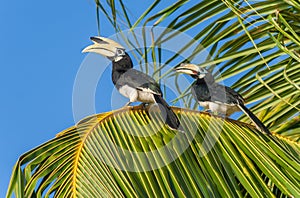 Malaysian hornbills sitting on a palm tree