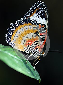 Malaysian Lacewing Butterfly