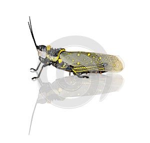 Malaysian locust against white background