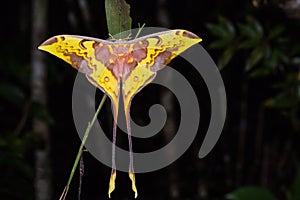 Malaysian moon moth