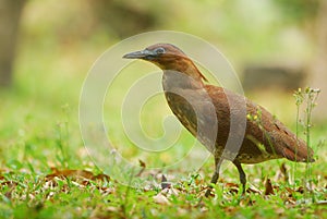 Malaysian Night Heron