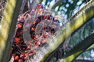 Malaysian Palm oil fruit ripen on the tree photo