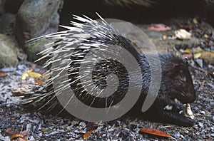 Malaysian Porcupines