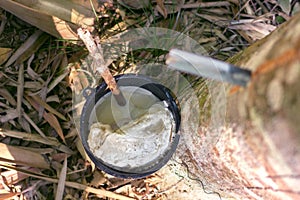 Malaysian rubber tree and production of rubber