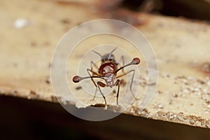 Malaysian Stalk-eyed fly