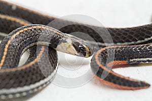 Malasia a rayas serpiente aislado sobre fondo blanco 