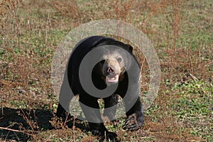 Malaysian sun bear