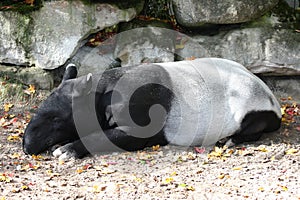 Malaysian tapi (Tapirus indicus)