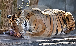 Malaysian Tiger During Feeding Time