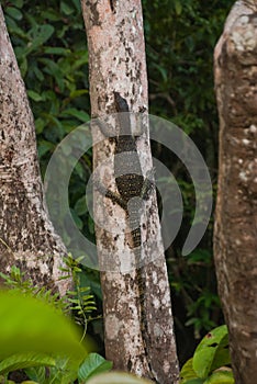 Malaysian varan big lizard in the wild. Wild flora and fauna of Southeast Asia. Borneo