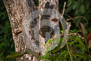 Malaysian varan big lizard in the wild. Wild flora and fauna of Southeast Asia. Borneo