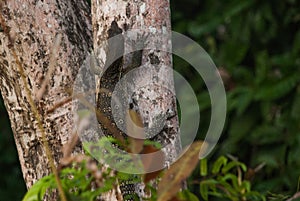 Malaysian varan big lizard in the wild. Wild flora and fauna of Southeast Asia. Borneo