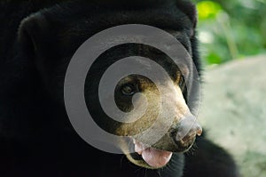 Malayun sun bear