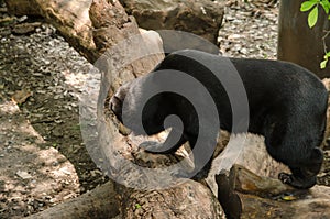 Malayun sun bear