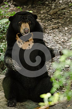 Malayun sun bear