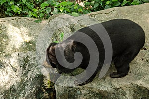 Malayun sun bear