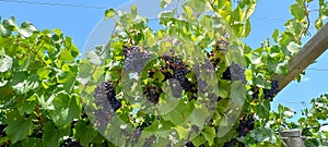 Malbec grapes