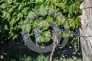 Malbec Grapes