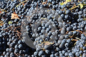 Malbec grapes - Mendoza Argentina